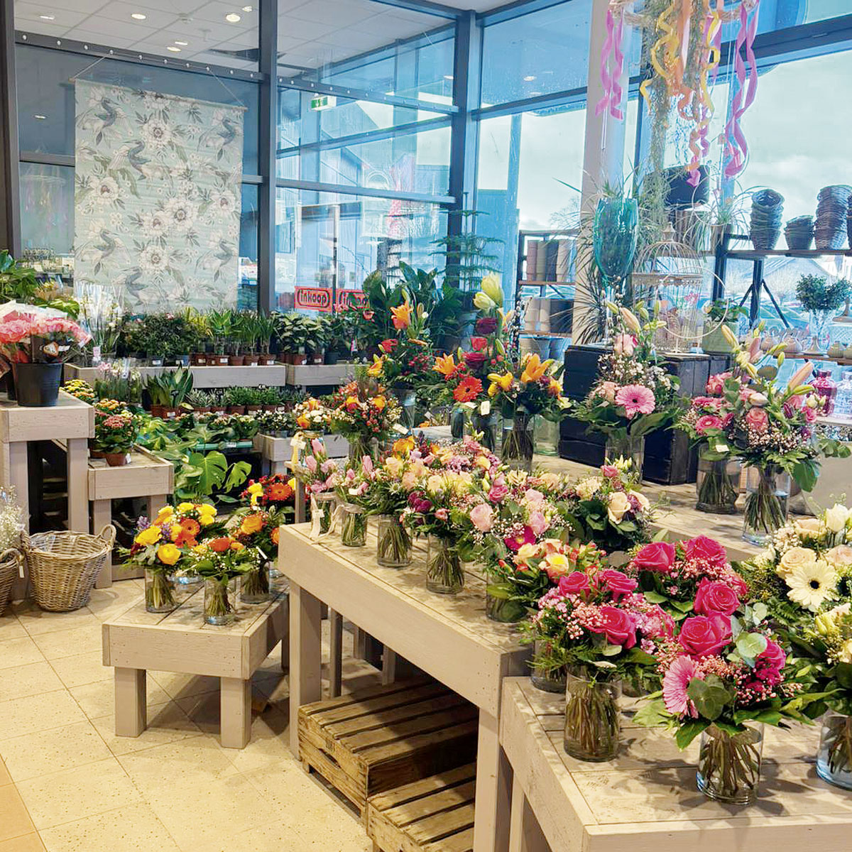 Blütenstand Filiale Foto Bassum